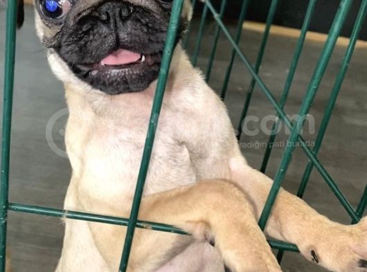 Pug Mops 0 Burun Gül Kuyruk görsel