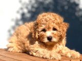 Tedyface Toy Poodle