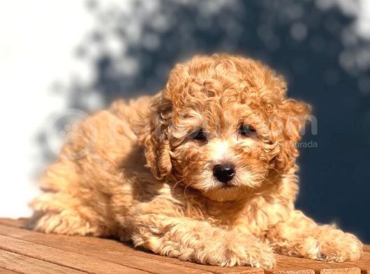 Tedyface Toy Poodle görsel