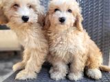 Maltipoo Yavrularimiz