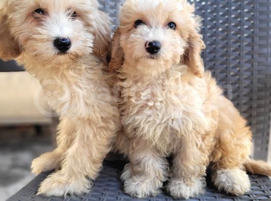 Maltipoo Yavrularimiz görsel