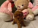 Peluş Oyuncak Tadinda Toypoodle Bebi̇şler