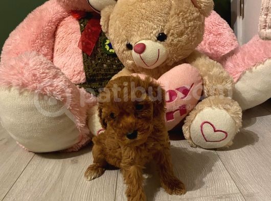Peluş Oyuncak Tadinda Toypoodle Bebi̇şler görsel