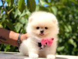 Pomeranian Boo Teddy Face Dişi Yavrumuz
