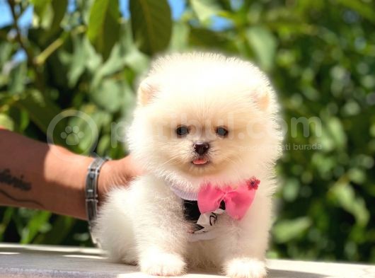 Pomeranian Boo Teddy Face Dişi Yavrumuz görsel