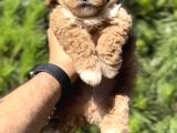 En İyi̇ Görsele Sahi̇p Xxs Malti̇poo