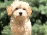 Orjinal Maltıpoo