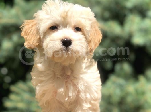 Orjinal Maltıpoo görsel