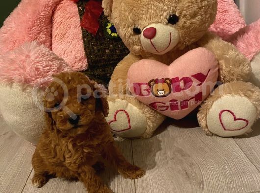 Peluş Oyuncak Tadinda Toypoodle Bebi̇şler görsel