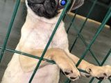 Pug Mops 0 Burun Gül Kuyruk