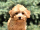 Babyface Maltıpoo