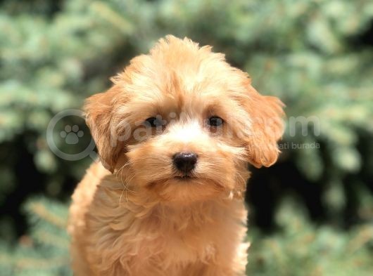 Babyface Maltıpoo görsel