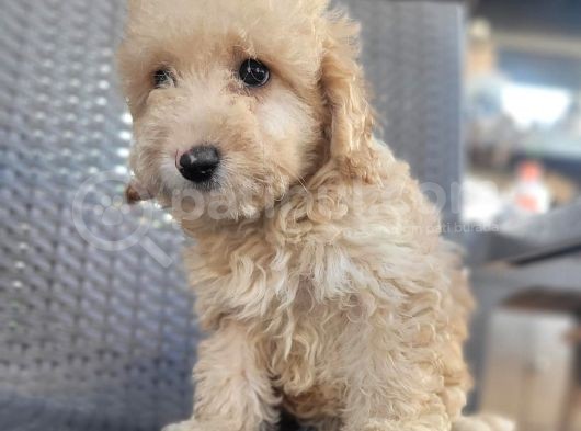 Maltipoo Yavrularimiz görsel