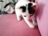 Avuç Içi Kadar Minik