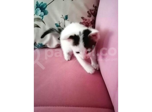 Avuç Içi Kadar Minik görsel