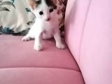 Avuç Içi Kadar Minik