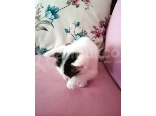 Avuç Içi Kadar Minik görsel
