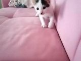 Avuç Içi Kadar Minik