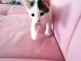 Avuç Içi Kadar Minik