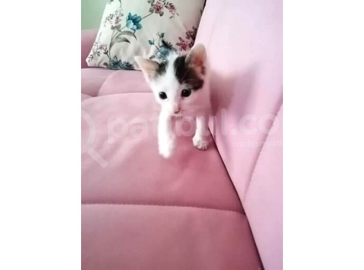 Avuç Içi Kadar Minik görsel