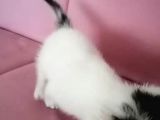 Avuç Içi Kadar Minik