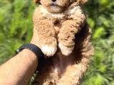 En İyi̇ Görsele Sahi̇p Xxs Malti̇poo