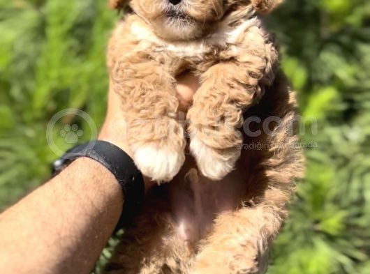 En İyi̇ Görsele Sahi̇p Xxs Malti̇poo görsel