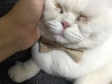 Scottish Fold 9 Aylık