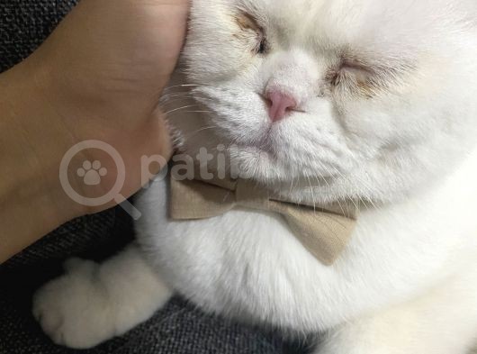 Scottish Fold 9 Aylık görsel