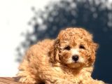 Tedyface Toy Poodle