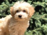 Orjinal Maltıpoo