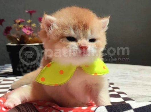 Çikolata Golden Dişi görsel