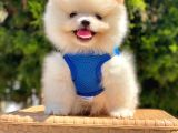 Safkan Pomeranian Boo Yavrular