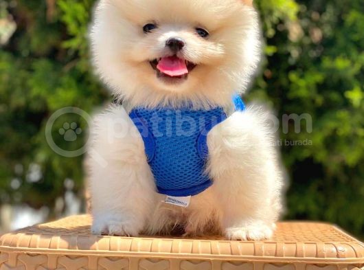 Safkan Pomeranian Boo Yavrular