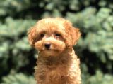 Poodle Görselinde Maltıpoo