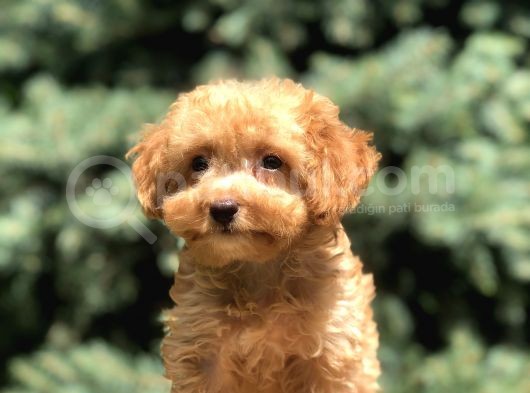 Poodle Görselinde Maltıpoo görsel