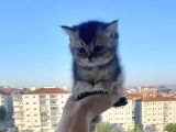 Uygun British Shorthair
