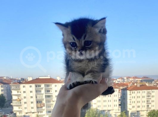 Uygun British Shorthair görsel