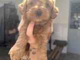 Red Brown Maltipoo Bebeğim