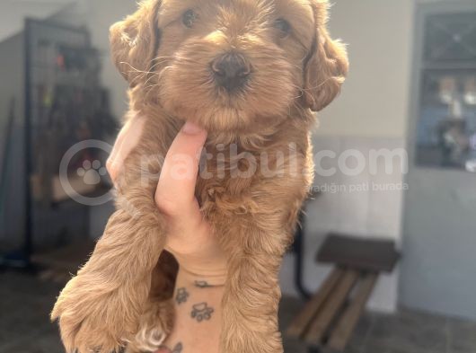 Red Brown Maltipoo Bebeğim