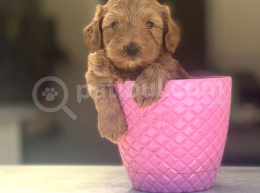 Orjinal Dark Red Erkek Bebeğim görsel