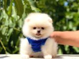 Pomeranian Boo Teddy Face Erkek Yavrumuz