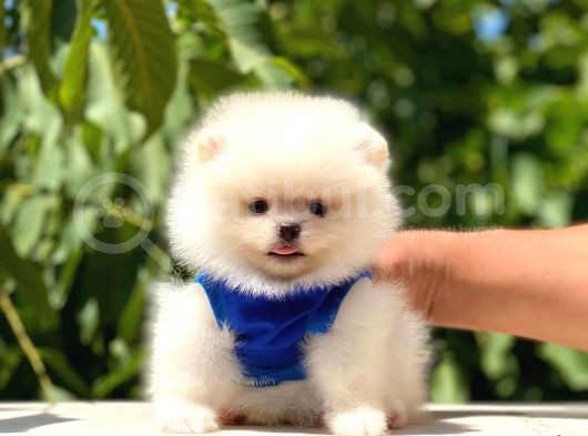 Pomeranian Boo Teddy Face Erkek Yavrumuz