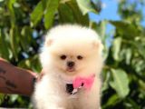 Pomeranian Boo Teddy Face Dişi Yavrumuz