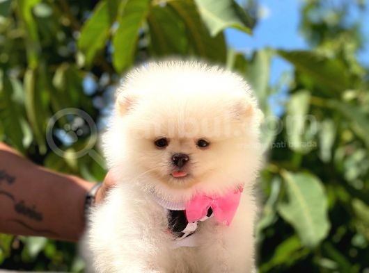 Pomeranian Boo Teddy Face Dişi Yavrumuz