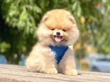 Safkan Pomeranian Boo Yavrular