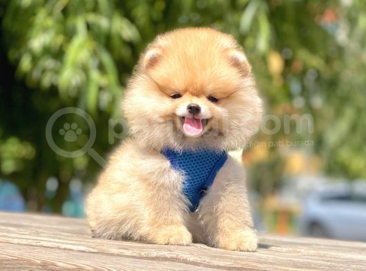 Safkan Pomeranian Boo Yavrular görsel
