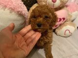 Peluş Oyuncak Tadinda Toypoodle Bebi̇şler