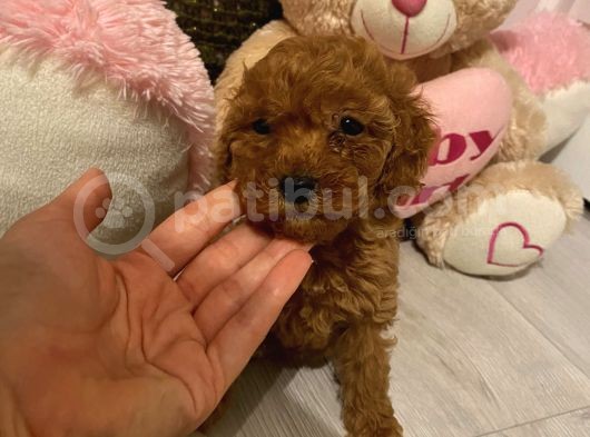 Peluş Oyuncak Tadinda Toypoodle Bebi̇şler görsel