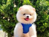 Safkan Pomeranian Boo Yavrular